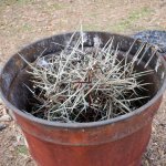 thorn tree_4.jpg