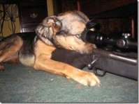 dog1.jpg