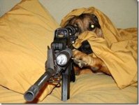 dog5.jpg