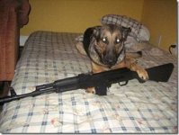 dog4.jpg