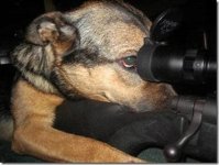 dog3.jpg