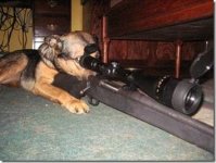 dog2.jpg