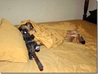 dog7.jpg