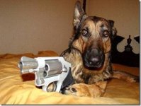 dog9.jpg