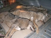 coyotes.jpg