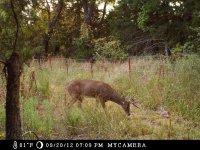 Buck_zps21e7ab9b.jpg