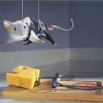 mouse.jpg