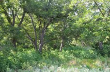 DSC_8003.jpg