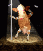 7d413a82106a83d2a47d96ab6941e99d.gif