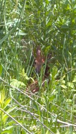 Brush Hog 6-17-12 fawn.jpg