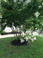 Bush 001.jpg