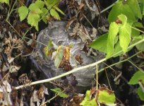 post Hornets' nest in raspberries 2012.jpg
