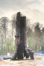 treefinal.jpg