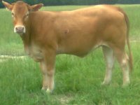 brown heifer.JPG