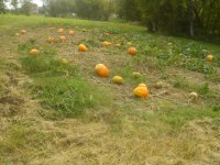 pumpkins 009.jpg
