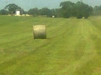 haying3.JPG