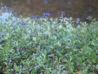 ForumRunner_20120618_161104.png