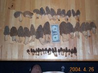 416208-Mush2_2004.jpg