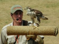 506022-164-Falcon.jpg
