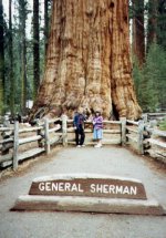 461065-redwoods_sherman_1.jpg