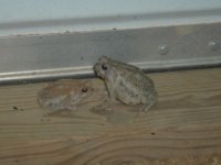 506088-Toads at barn, Oct 04.jpg