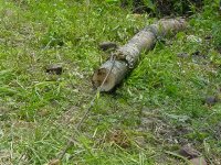 548957-Big Red - skidding log.jpg