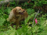 548962-Big Red - logging partner.jpg