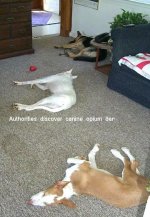 417245-CanineOpium.jpg