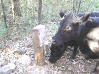 549441-cowsign.jpg