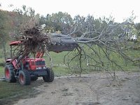 506548-Tree 2.JPG