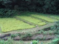 506604-IMG_0851_s.jpg