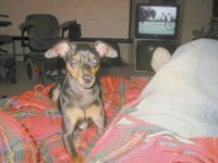 417692-Bruno.jpg