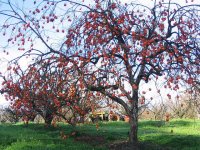 550379-IMG_2787PersimmonTree.JPG