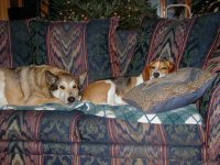 418157-Dusty&Roscoe4.jpg