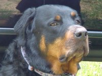 418302-Gizmo.jpg