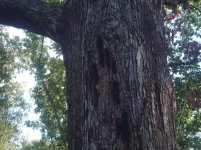 white oak 010.jpg