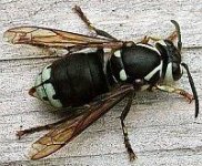 black faced hornet.jpg