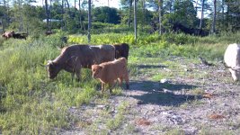 Cattle 7-8-12 a.jpg