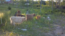 Cattle 7-8-12 b.jpg