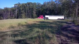 Cattle 7-8-12.jpg