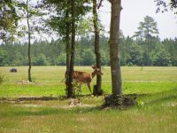 Deer.jpg
