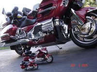 goldwings.jpg