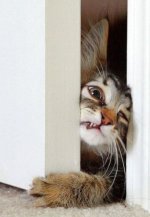 Minou dans la porte.jpg