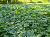pumpkins 006.jpg