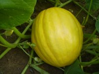 pumpkins 005.jpg
