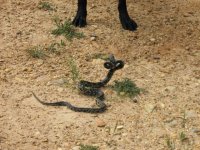 ratsnake.jpg