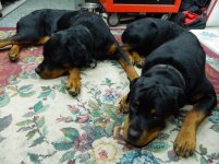 NEW ROTTIE 095.jpg NEW ROTTIE 095.jpg