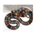coral snake_large.jpg