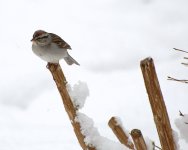 chipping-sparrow.jpg