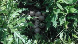 Turkey eggs (2) (Small).jpg